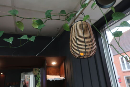 3 stk. planter samt 2 stk. pendler