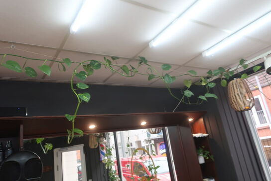 3 stk. planter samt 2 stk. pendler