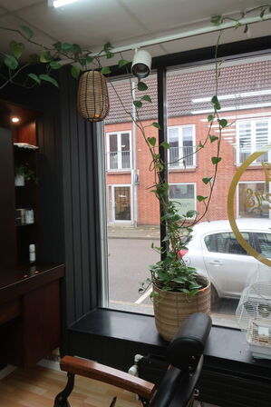 3 stk. planter samt 2 stk. pendler