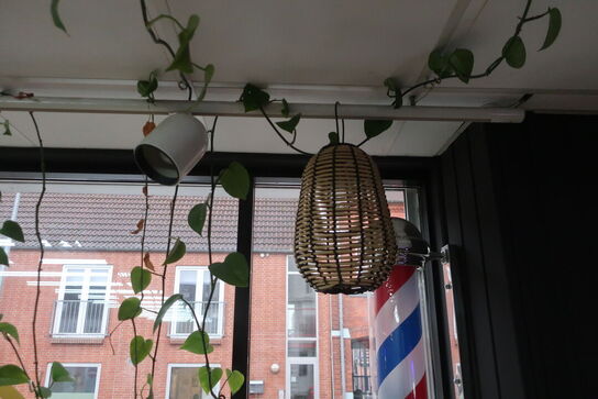 3 stk. planter samt 2 stk. pendler