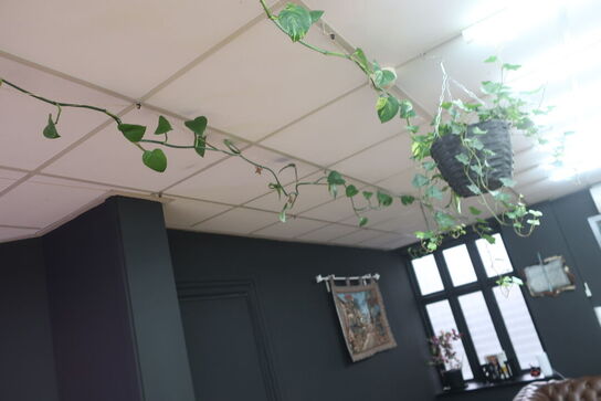 3 stk. planter samt 2 stk. pendler