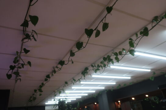 3 stk. planter samt 2 stk. pendler