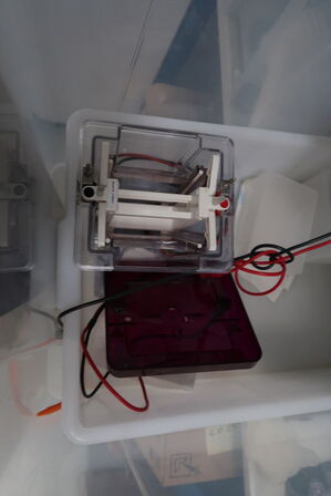 Xcell 4 Surelock Midi-Cell INVITROGEN