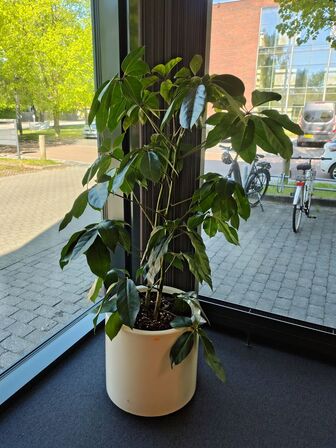 Plante i krukke