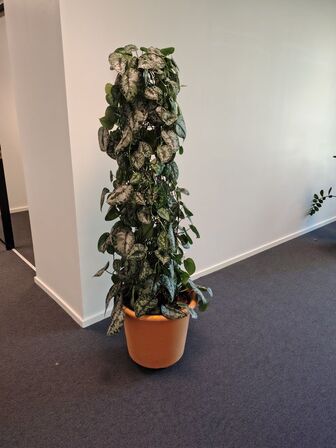 Plante i krukke