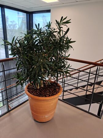 Plante i krukke