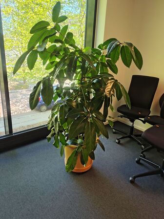 Plante i krukke