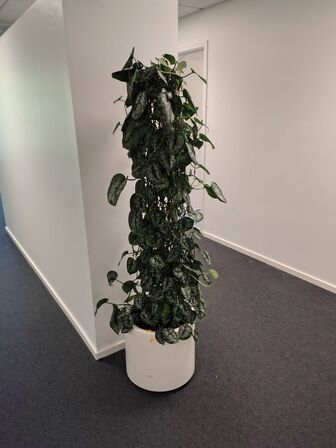 Plante i krukke