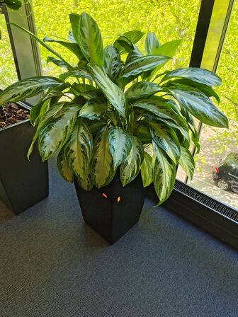 Plante i krukke