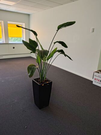 Plante i krukke