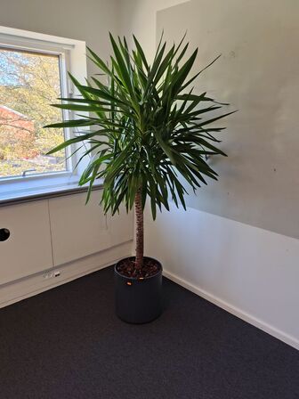 Plante i krukke