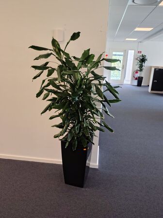 Plante i krukke