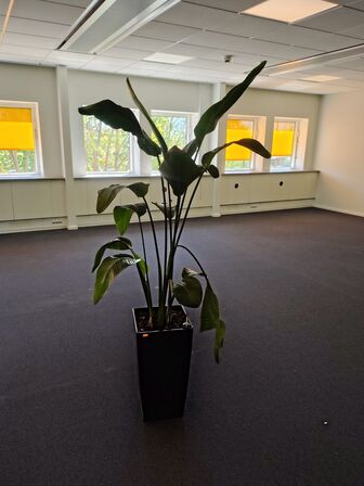 Plante i krukke