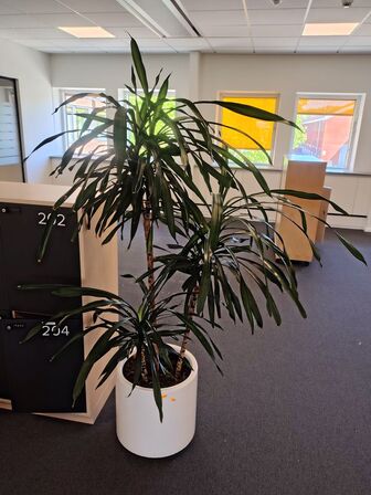 Plante i krukke