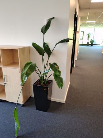 Plante i krukke