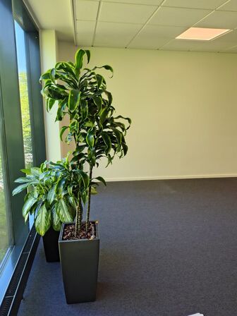 Plante i krukke