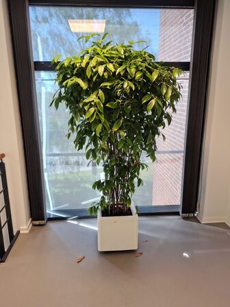 Plante i krukke