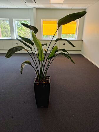 Plante i krukke