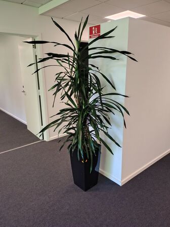 Plante i krukke