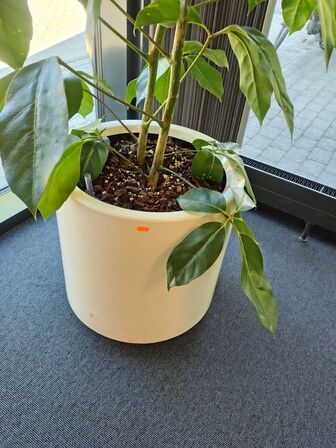 Plante i krukke