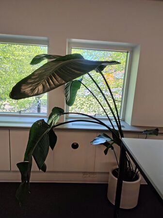 Plante i krukke