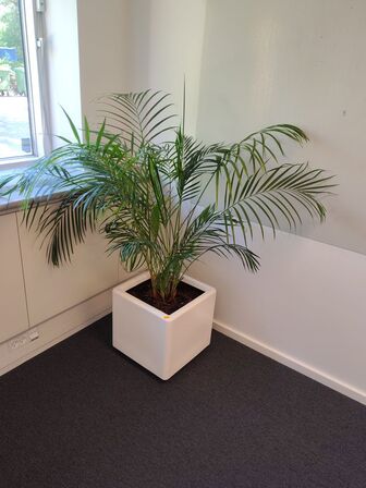 Plante i krukke