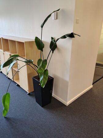 Plante i krukke