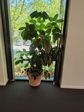 Plante i krukke