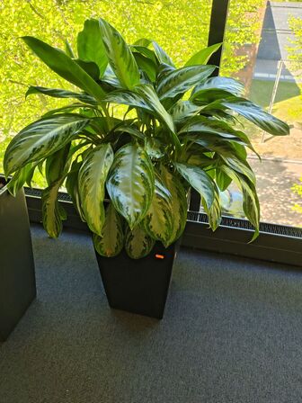 Plante i krukke