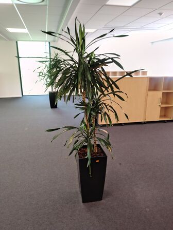 Plante i krukke