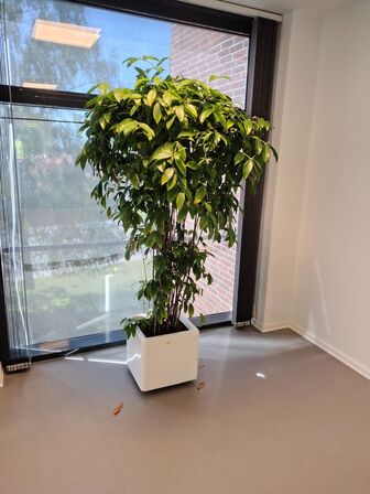 Plante i krukke