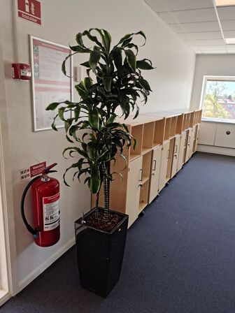 Plante i krukke