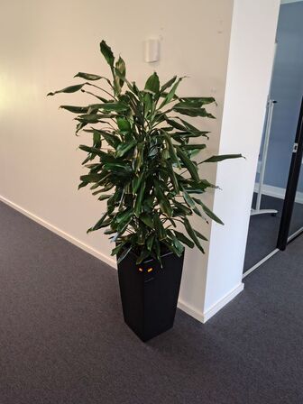 Plante i krukke