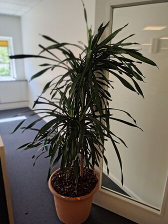 Plante i krukke