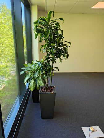Plante i krukke