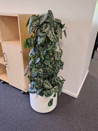 Plante i krukke