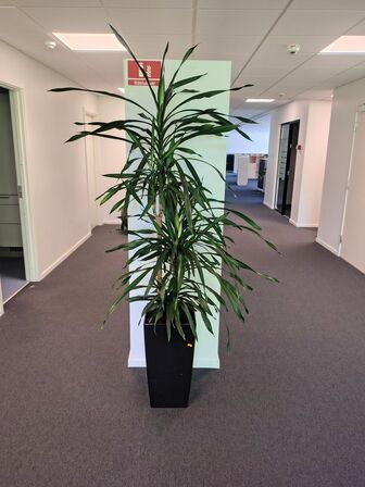 Plante i krukke