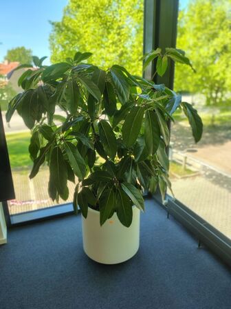 Plante i krukke