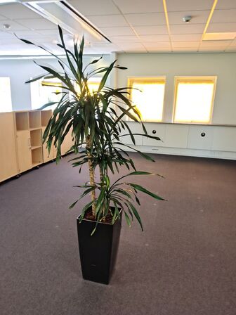 Plante i krukke