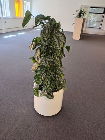 Plante i krukke