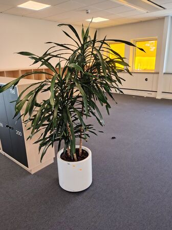 Plante i krukke