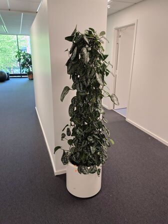 Plante i krukke