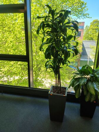 Plante i krukke