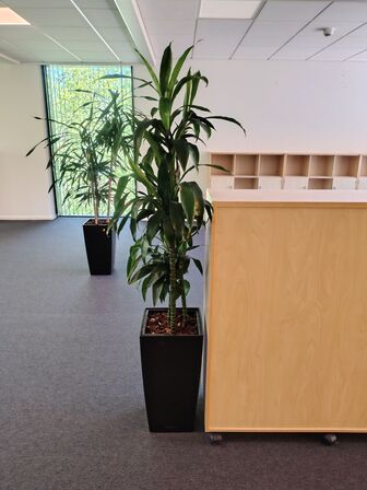Plante i krukke