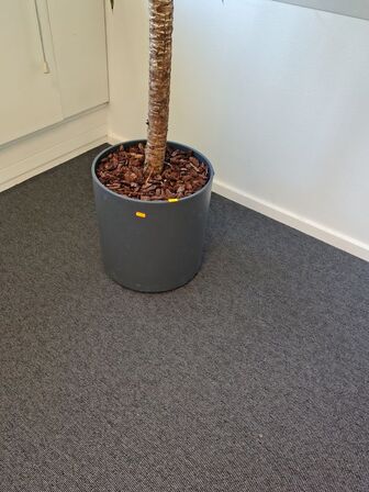Plante i krukke