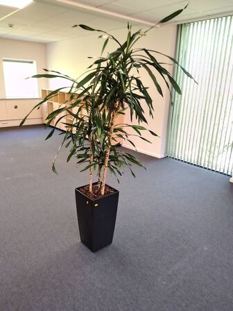 Plante i krukke