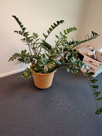 Plante i krukke