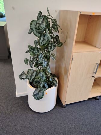 Plante i krukke