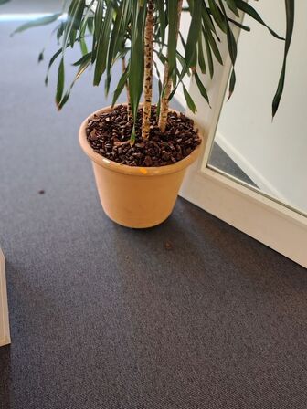 Plante i krukke