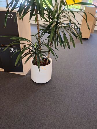 Plante i krukke